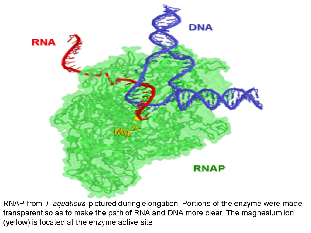 RNAP from T. aquaticus pictured during elongation. Portions of the enzyme were made transparent